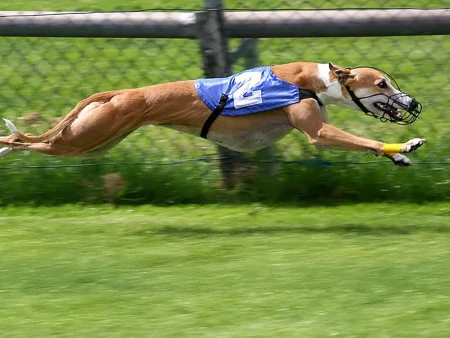 Що таке собачі перегони? Посібник для початківців з цього виду спорту
