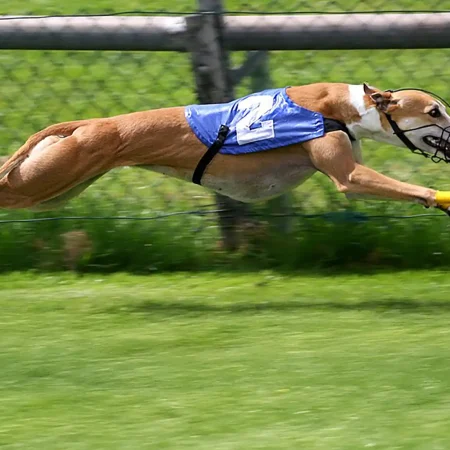 Що таке собачі перегони? Посібник для початківців з цього виду спорту