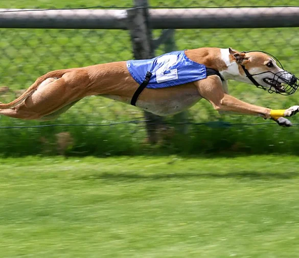 Що таке собачі перегони? Посібник для початківців з цього виду спорту